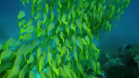 Amazing underwater sea life