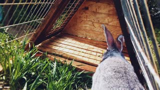 My rabbit is on the street for the first time