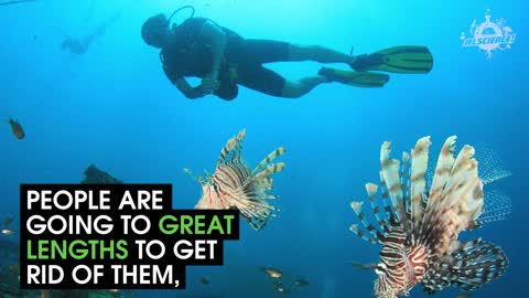 Lionfish are massive pests