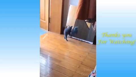 Funny cat video