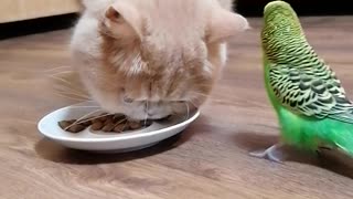 Cat and bird eat together