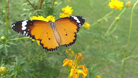 Butterfly Feeding