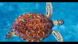 Sea Turtles! 5 Fun Facts from the Fun Fact Channel!