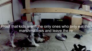 Dog eats only the marshmallows just like kids