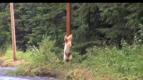 It's so funny. The bear danced pole dance to stop itching