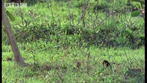 Flight of the Dung Beetle | Narrated by David Attenborough | Operation Dung Beetle | BBC Earth