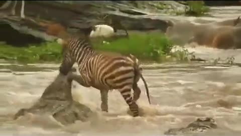 Very impudent zebra