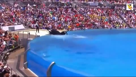 Awesome Jumps Out Of The Water -Killer Whale.