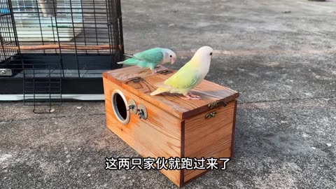 parrots village