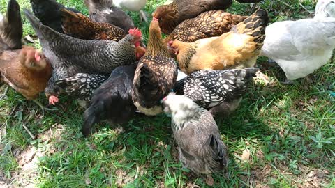 Cake chickens