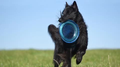 Black Dogs - TOP 10 Black Dog Breeds In The World!