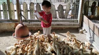 Two Year Old Feeds Ducklings