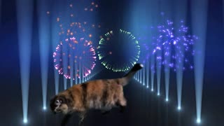 My cat learned a new dance