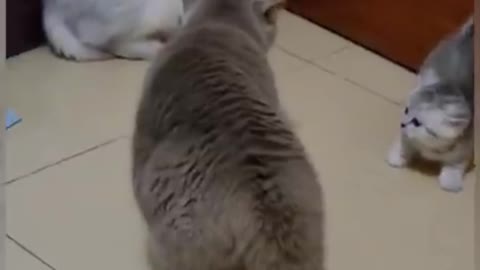 Funny cat fight video