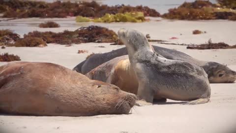 Sea Lions On A Beach