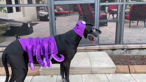 Funny Great Dane Octopus Enjoys A Dip In The Pool