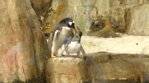 Penguin caught cheating (very funny)