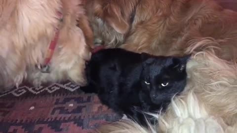 Super jealous dog demands cat's full attention