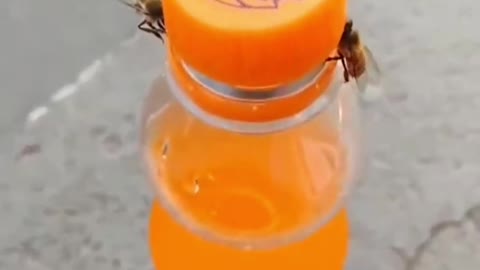 Viral Video Of Two Bees Opening A Bottle Has The Internet Stunned! 🤔😅😂🤣