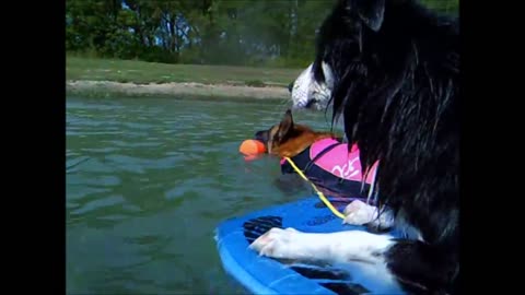 Malinois pulls Border Collie on a swimmingboard