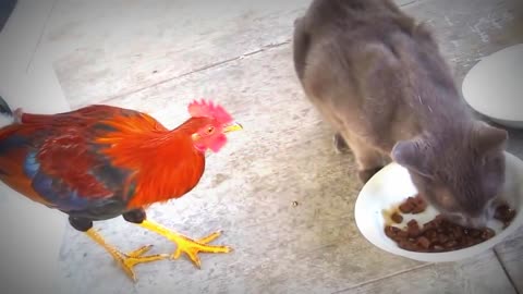 A rooster attacks a cat, see what happens, a very funny thing