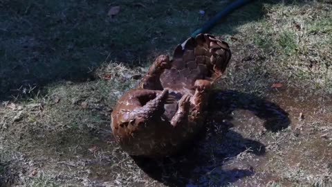 HAPPY PANGOLIN