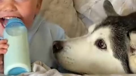 3 Years Of Love Between My Husky & Baby!!