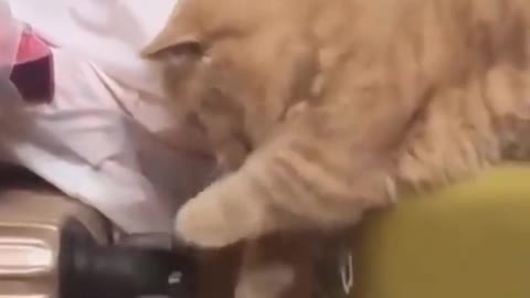 Top funny cats video Part 2 - try not to laugh - funny video - timepass