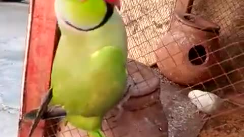 Beautiful parrot talking