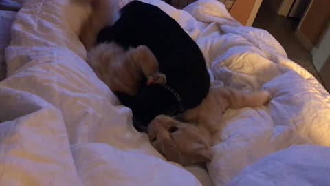 Two cats fight on a bed