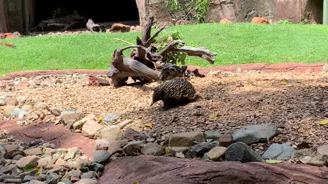Echidna - the Aussie anteater