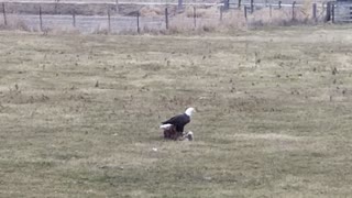 American Bald Eagle scavenger on deer kill in Iowa