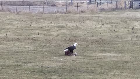 American Bald Eagle scavenger on deer kill in Iowa