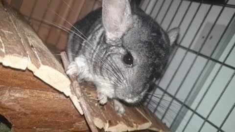 Sassy chinchilla