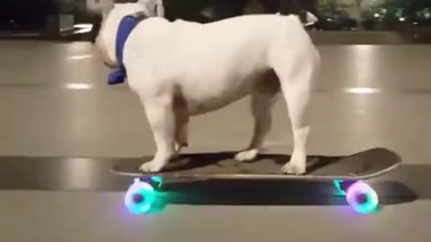 Amazing French Bulldog Rocks On Skateboard cool
