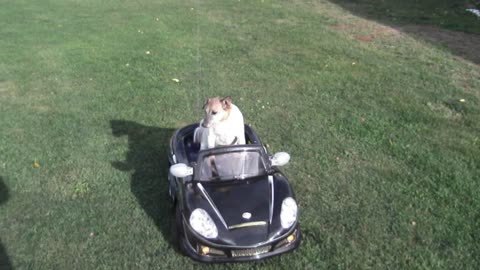 Small Dog Has Midlife Crisis With New Power Wheels Car