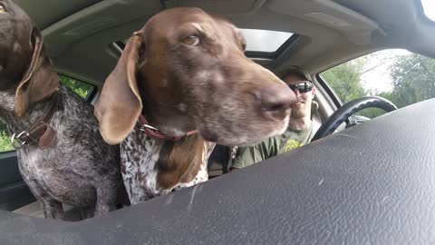 Dogs Flip Out In Car When They See Where He Is Taking Them