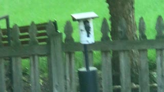 Papa Bluebird guarding nest at dusk