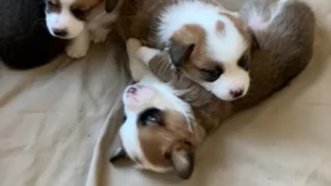 Tiny Loki in a Pile of Puppies