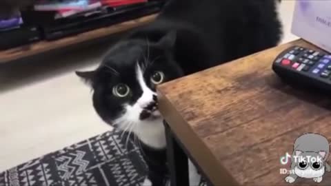 HILARIOUS CAT VIDEO!!