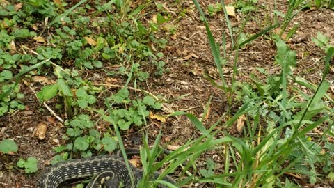Big garter snake resting outside the door lunged at me while filming.