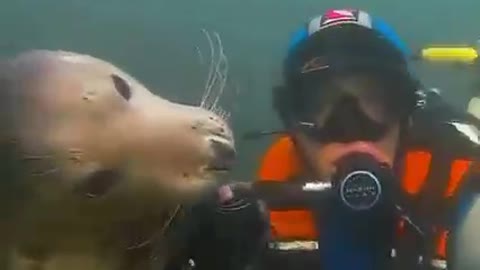 Seals are the puppies of the the sea
