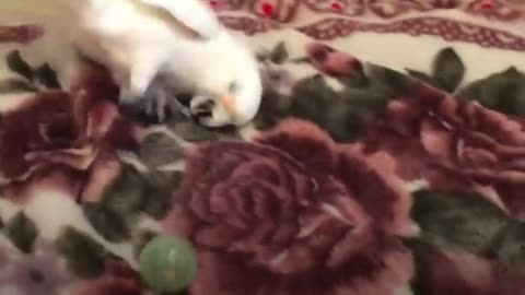 This Cute Cockatoo Loves Sunbathing and Dancing!!!
