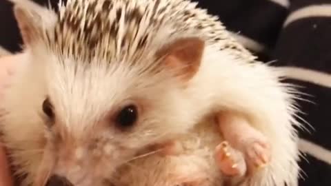 Lucy Hedgehog so cute and Adorable for Adoption in Christmas