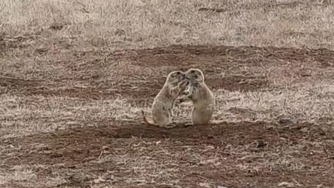 Prairie Dogs Funny Reaction To Getting Caught Kissing