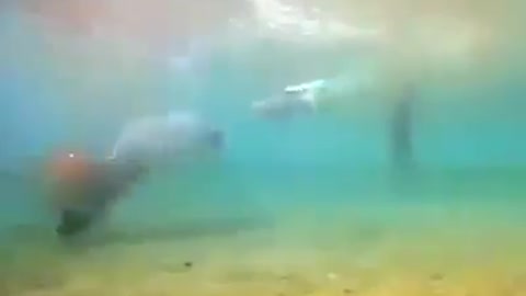 Female dolphin gives birth underwater