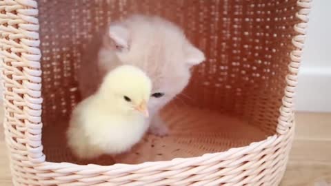 Cat Kittens walk with tiny 🐔