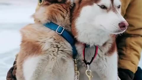 Two dogs are so beautiful
