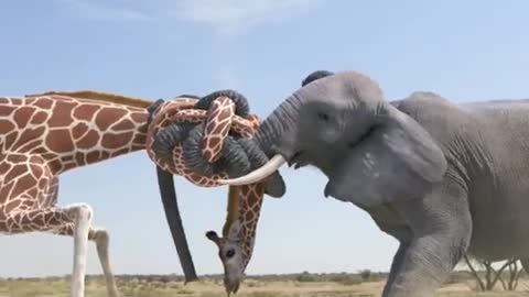 Giraffe vs elephant