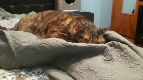 Feline Relaxing on a Blanket